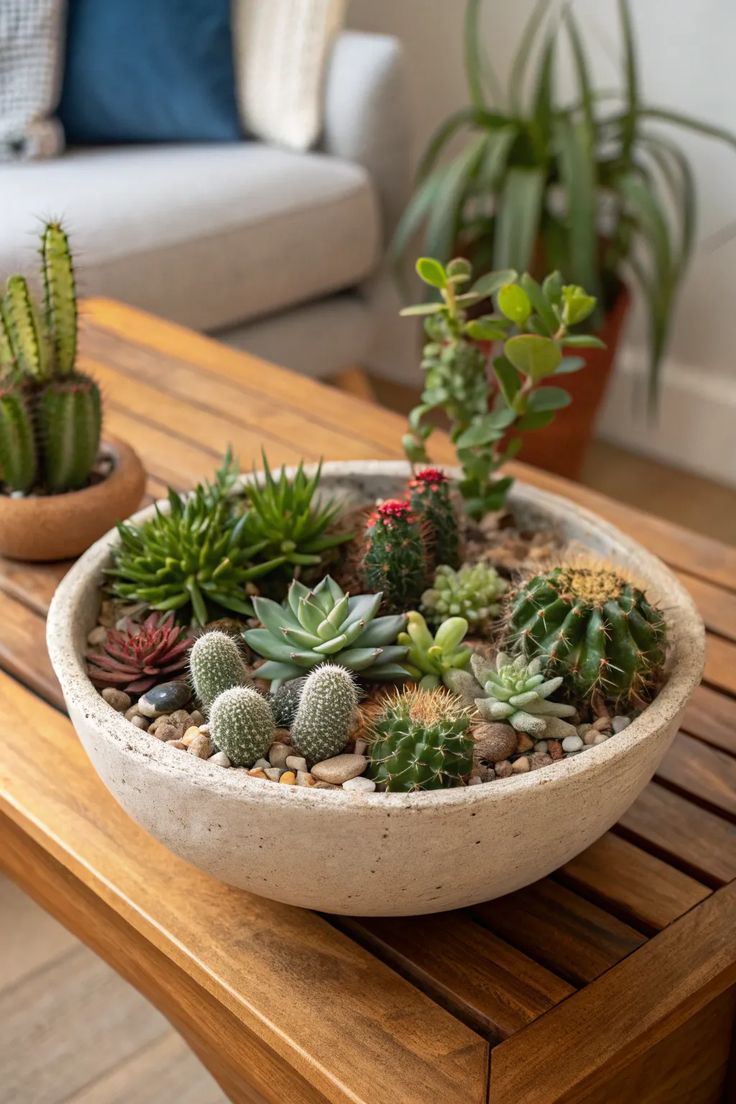 Suculentas y Cactus