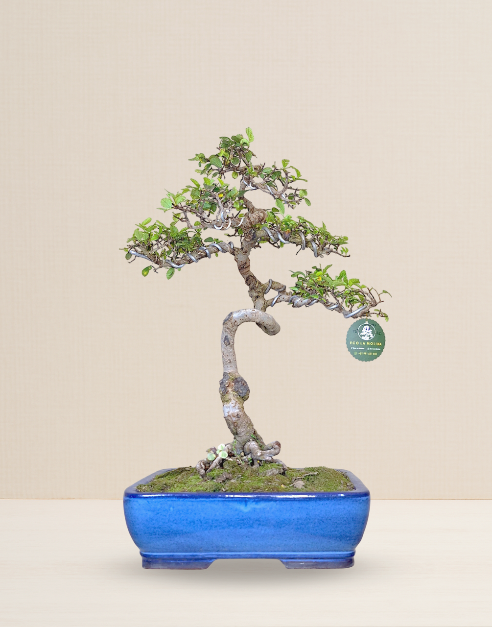 BONSAI OLMO CHINO 18 AÑOS