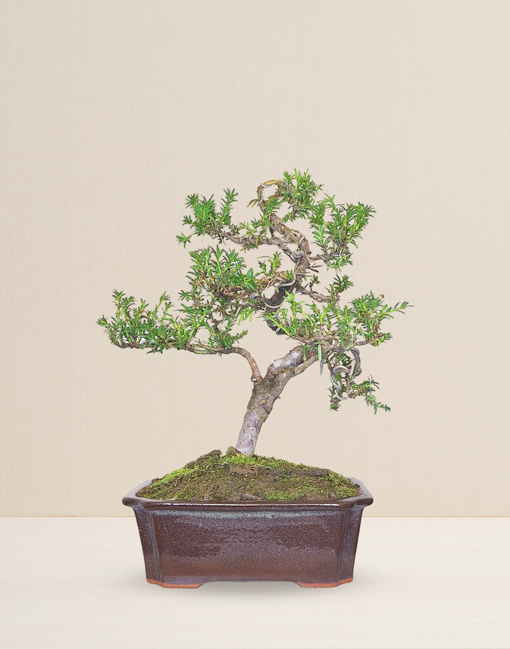 BONSAI SERISSA JAPONICA 10 AÑOS