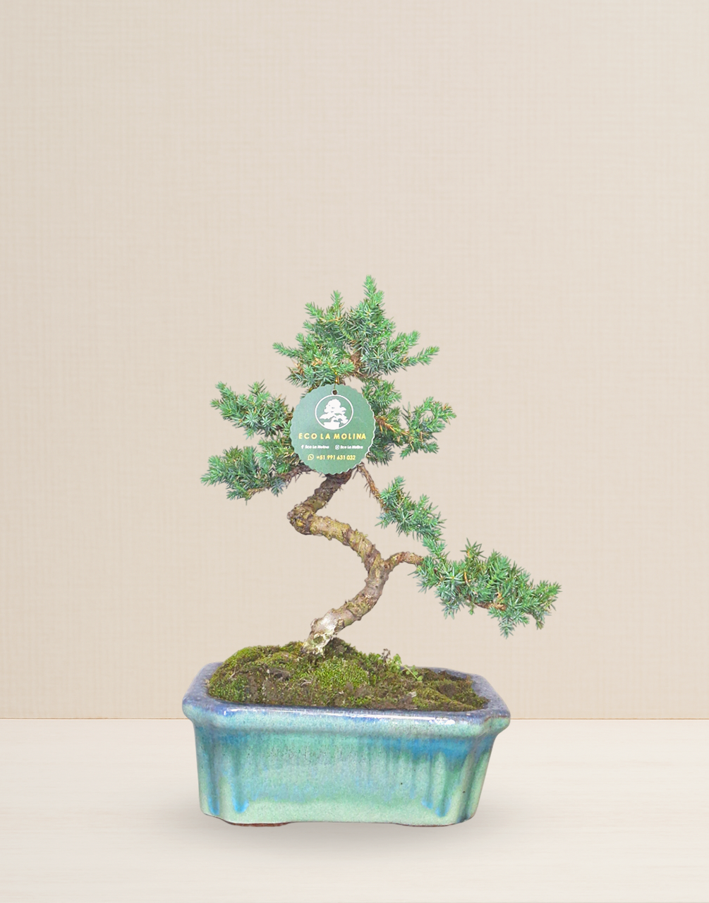 BONSAI JUNIPERUS 9 AÑOS