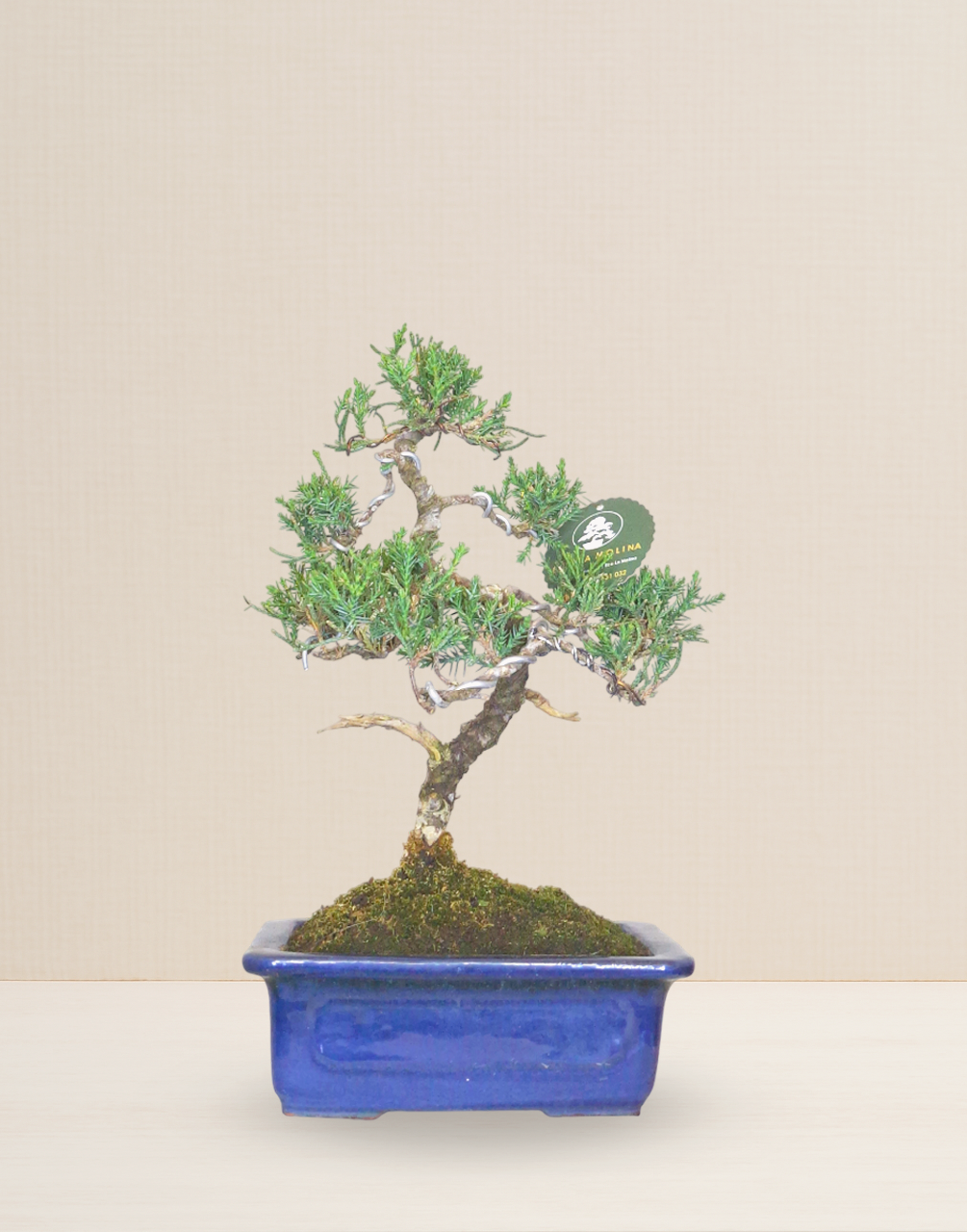BONSAI CIPRÉS 10 AÑOS