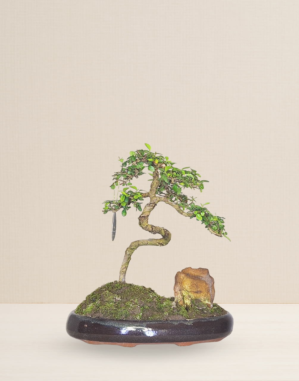 BONSAI OLMO CHINO 10 AÑOS