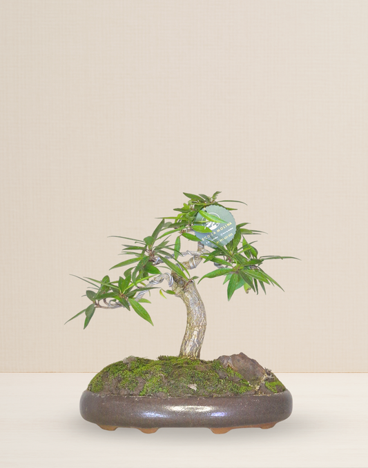 BONSAI FICUS NERFORIA 12 AÑOS