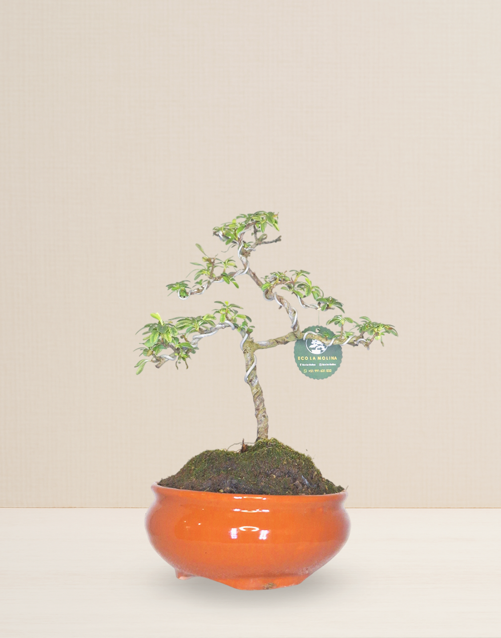 BONSAI PYRACANTHA VARIEGATA 9 AÑOS