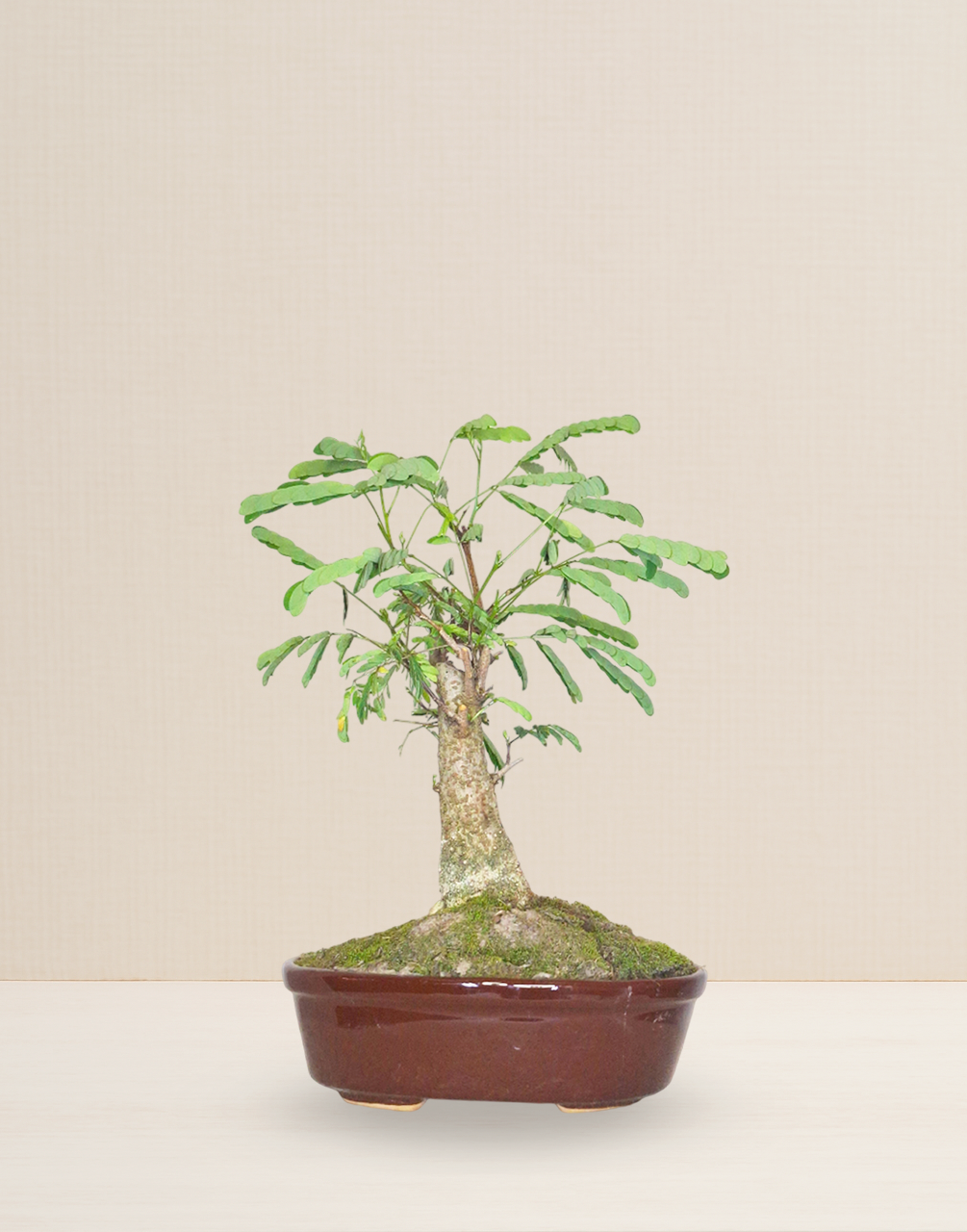 BONSAI ACACIA PONCIANA 10 AÑOS