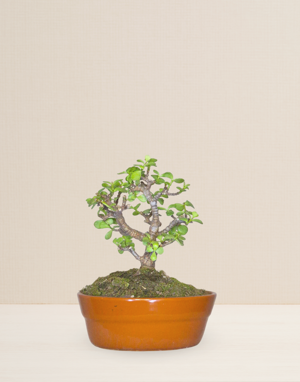 BONSAI JADE 6 AÑOS