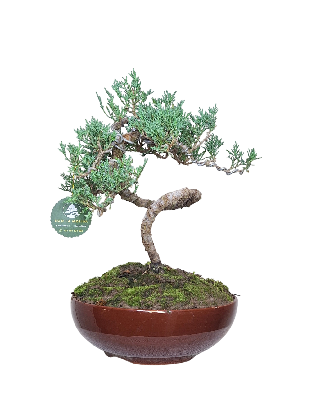 Bonsai Ciprés 9 años