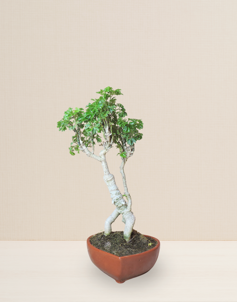 BONSAI ARALIA PEREJIL 9 AÑOS