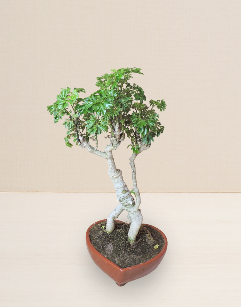 BONSAI ARALIA PEREJIL 9 AÑOS