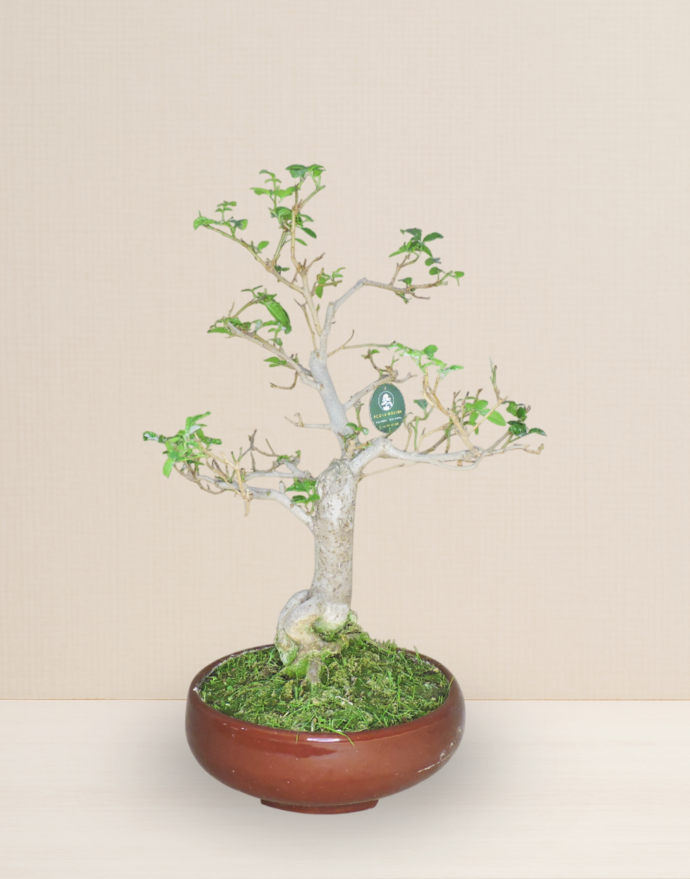 BONSAI MOLLE HAWAIANO 17 AÑOS