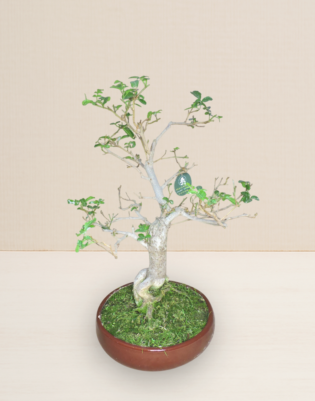 BONSAI MOLLE HAWAIANO 17 AÑOS