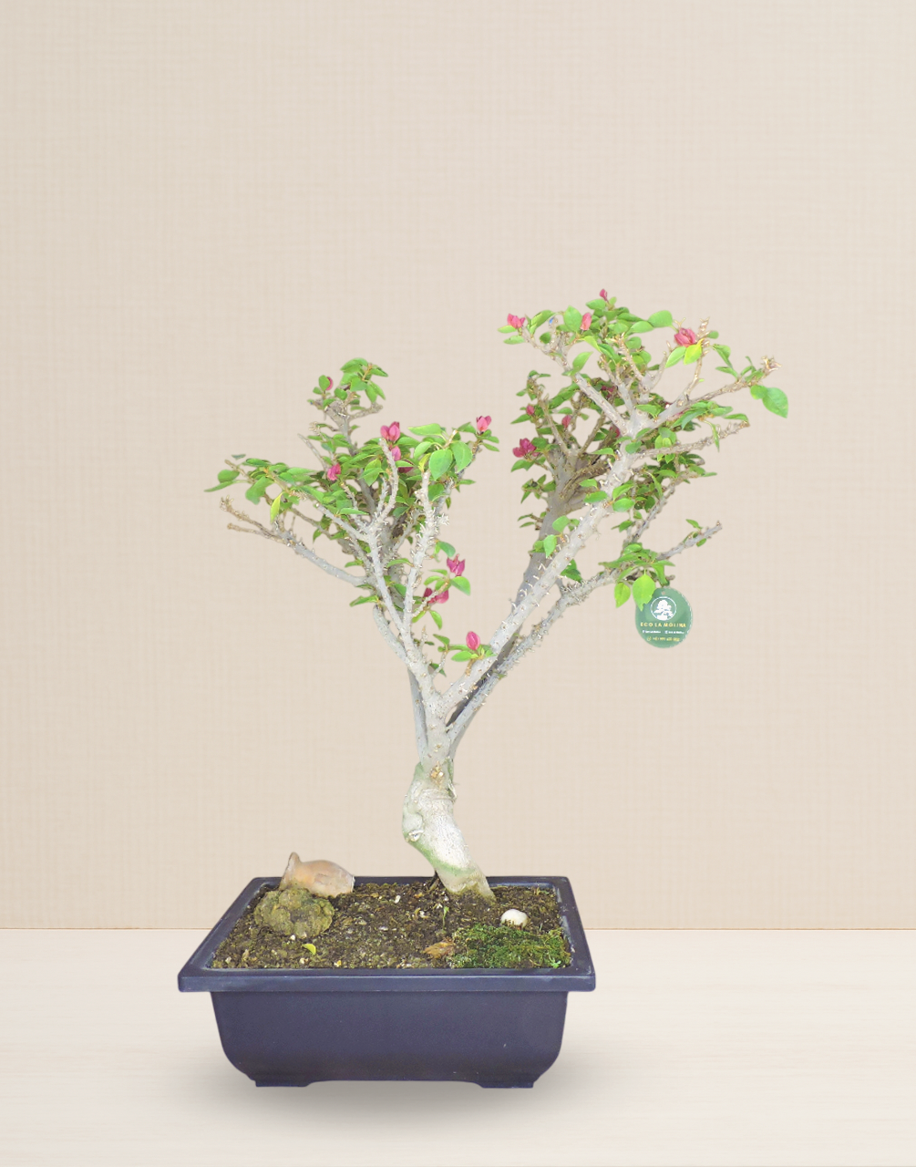 BONSAI BUGAMBILIA ROSA 17 AÑOS