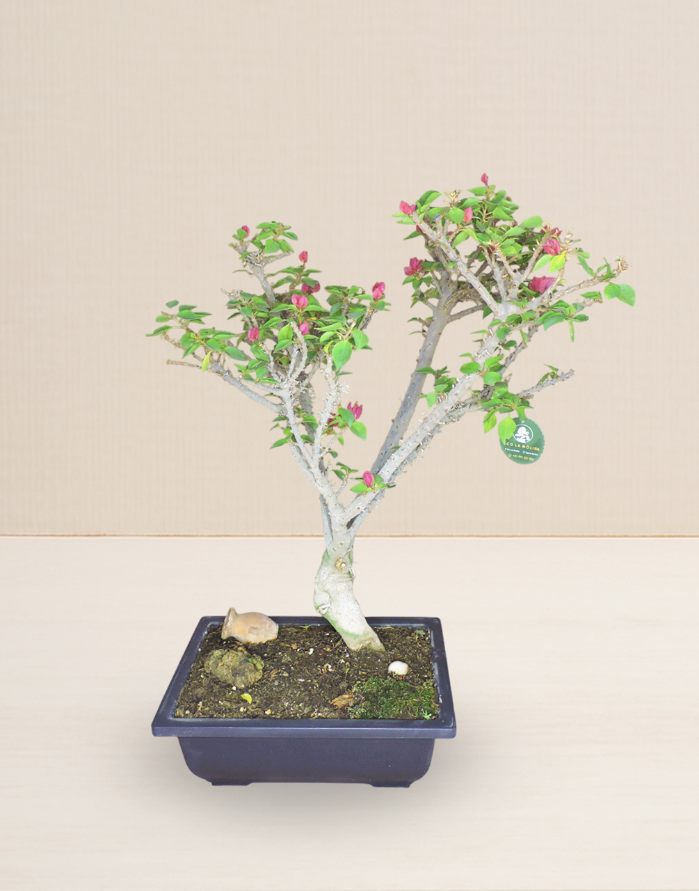 BONSAI BUGAMBILIA ROSA 17 AÑOS