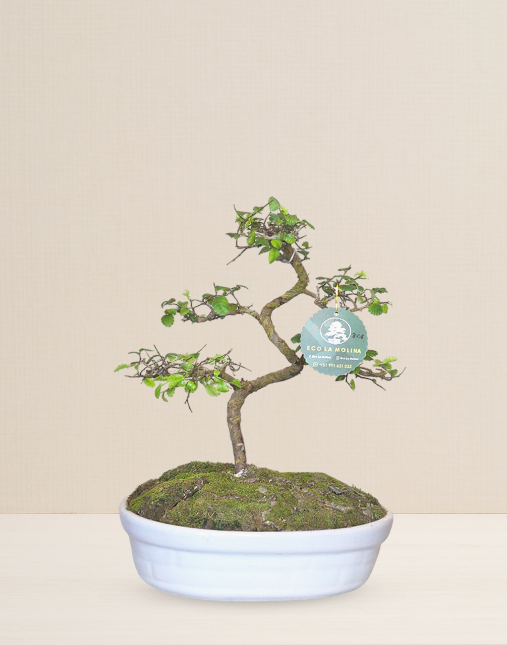 BONSAI OLMO CHINO 10 AÑOS