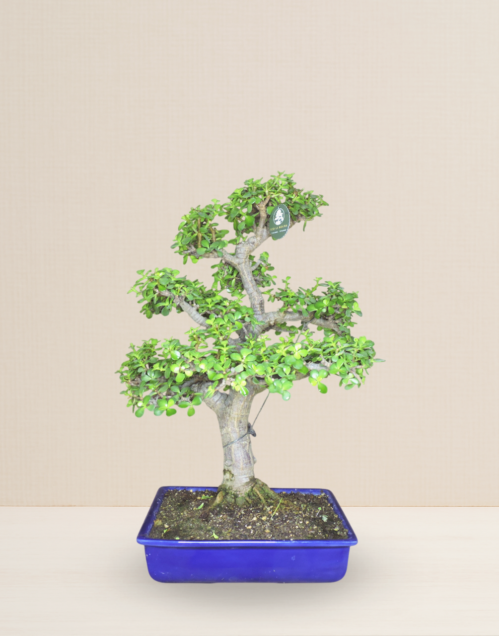 BONSAI JADE COLECCIÓN 23 AÑOS