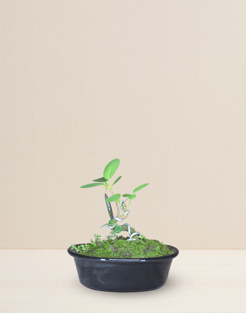 BONSAI FICUS PANDA 7 AÑOS