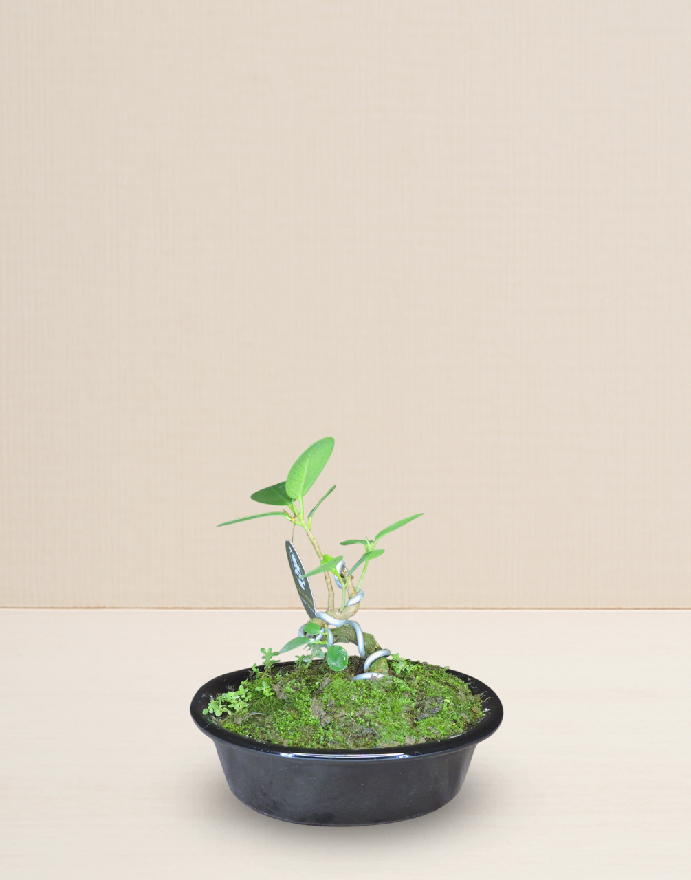 BONSAI FICUS PANDA 7 AÑOS