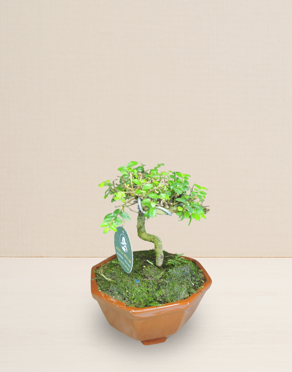 BONSAI OLMO CHINO 8 AÑOS