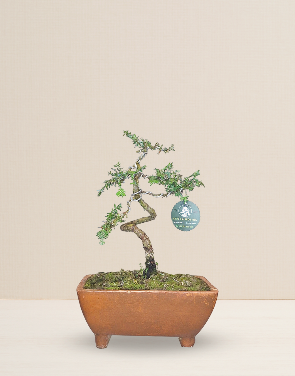 BONSAI JUNIPERUS 9 AÑOS
