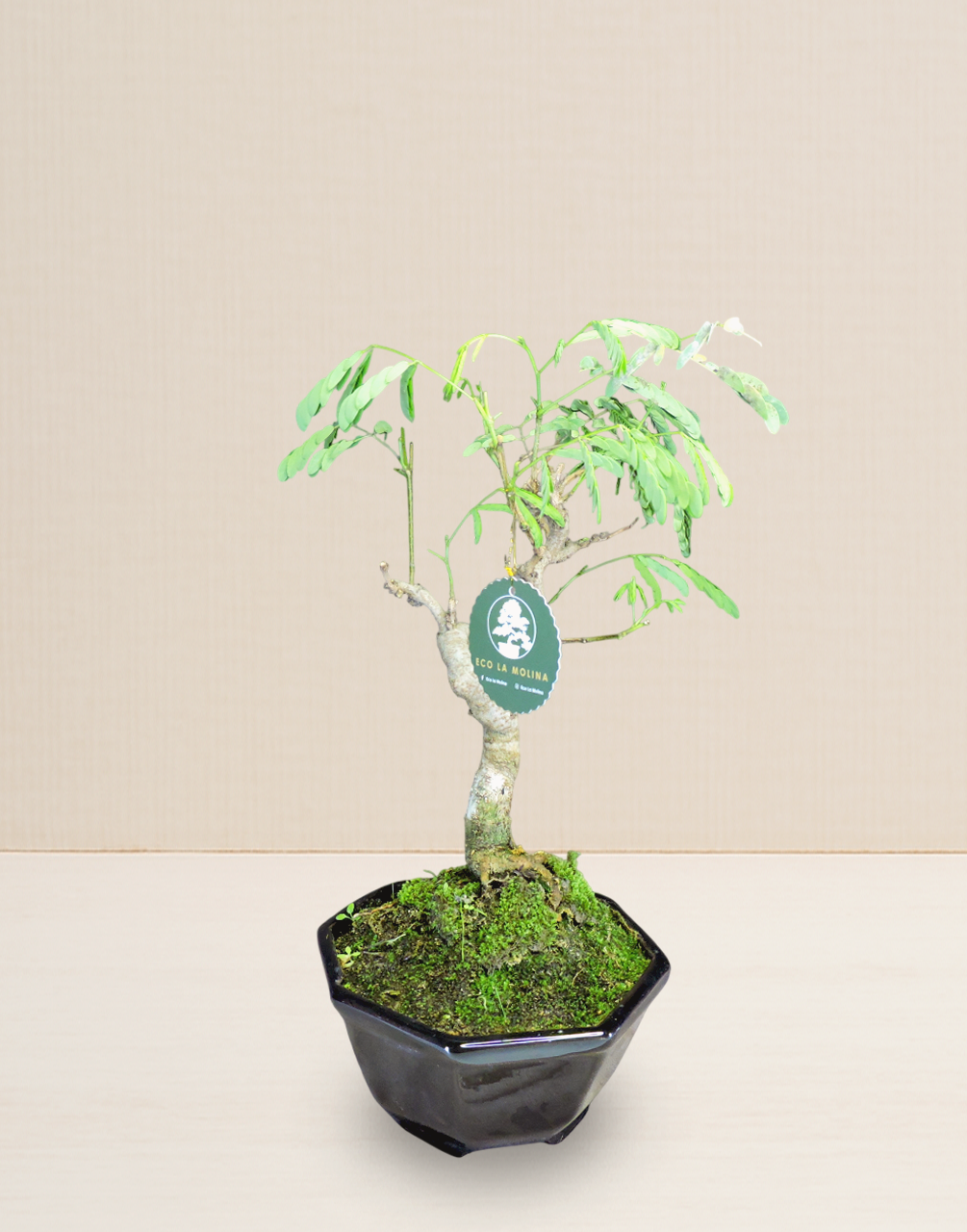 BONSAI ACACIA PONCIANA 9 AÑOS
