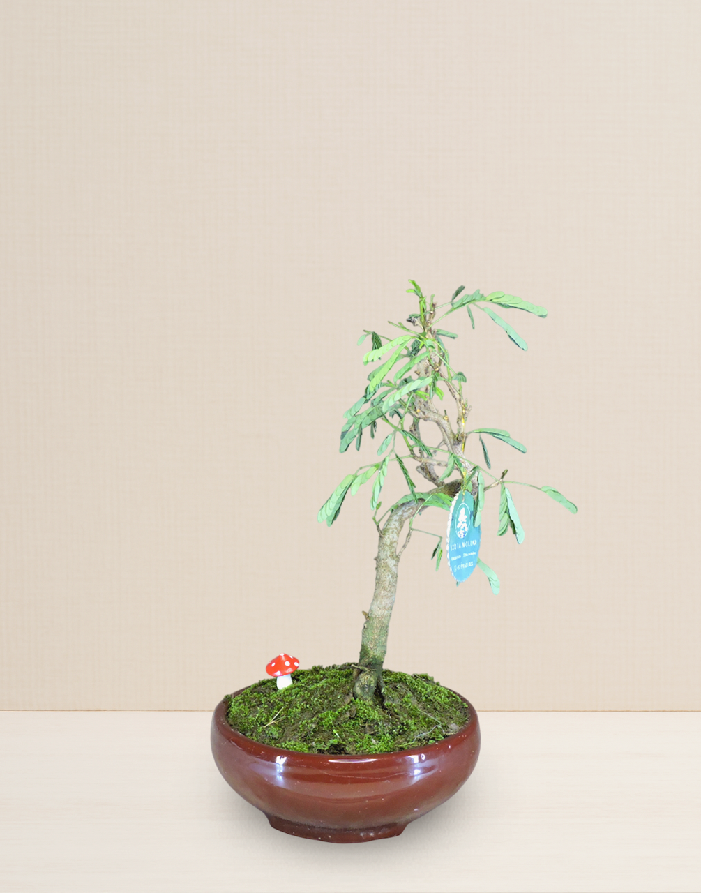 BONSAI ACACIA PONCIANA 9 AÑOS