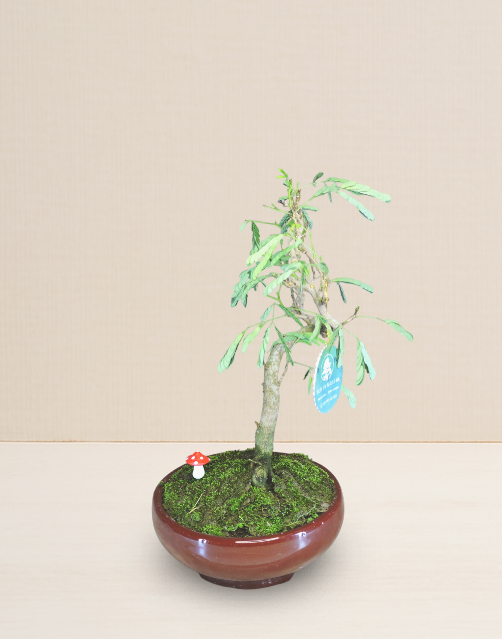 BONSAI ACACIA PONCIANA 9 AÑOS