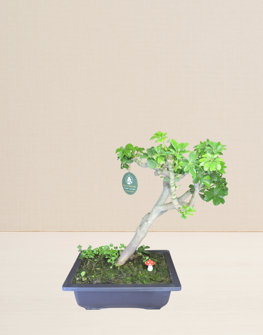 BONSAI CHIFLERA 10 AÑOS