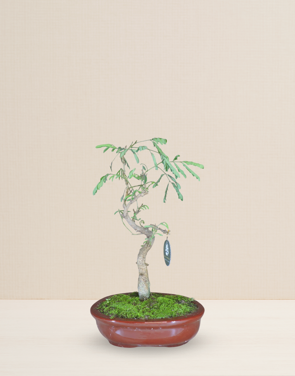 BONSAI ACACIA PONCIANA 10 AÑOS