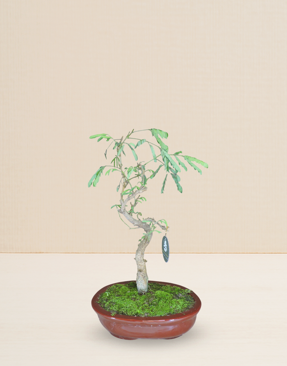 BONSAI ACACIA PONCIANA 10 AÑOS