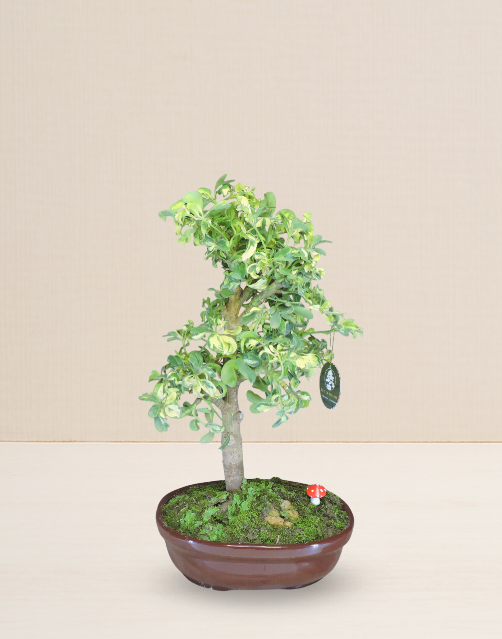 BONSAI CHIFLERA VARIEGATA 12 AÑOS