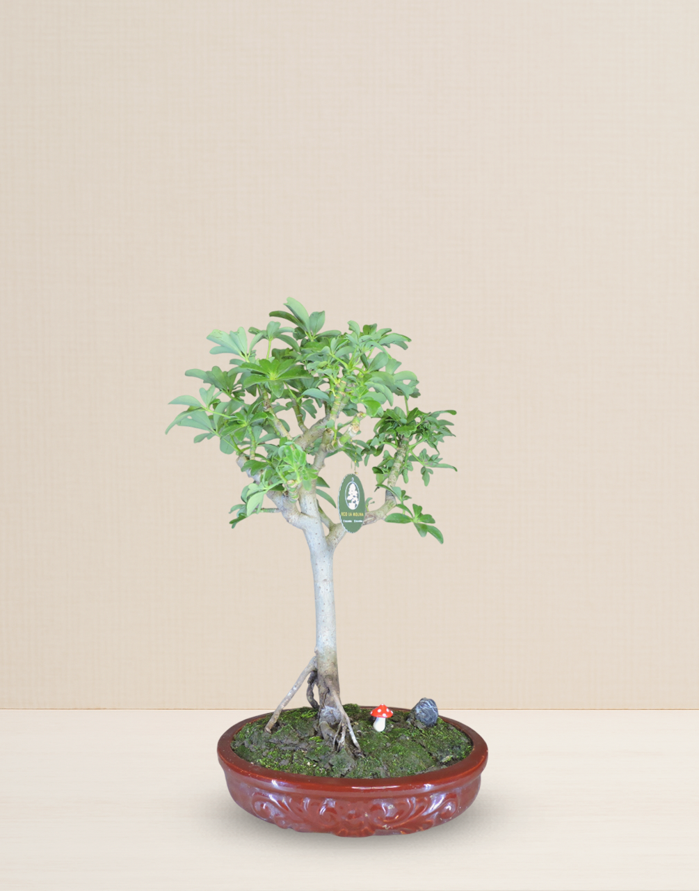 BONSAI CHIFLERA 12 AÑOS