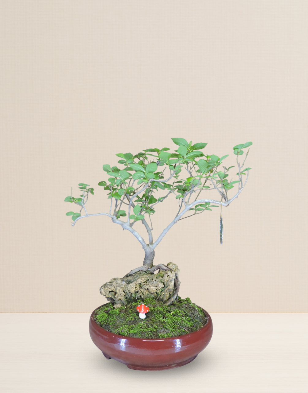 BONSAI MORA 12 AÑOS