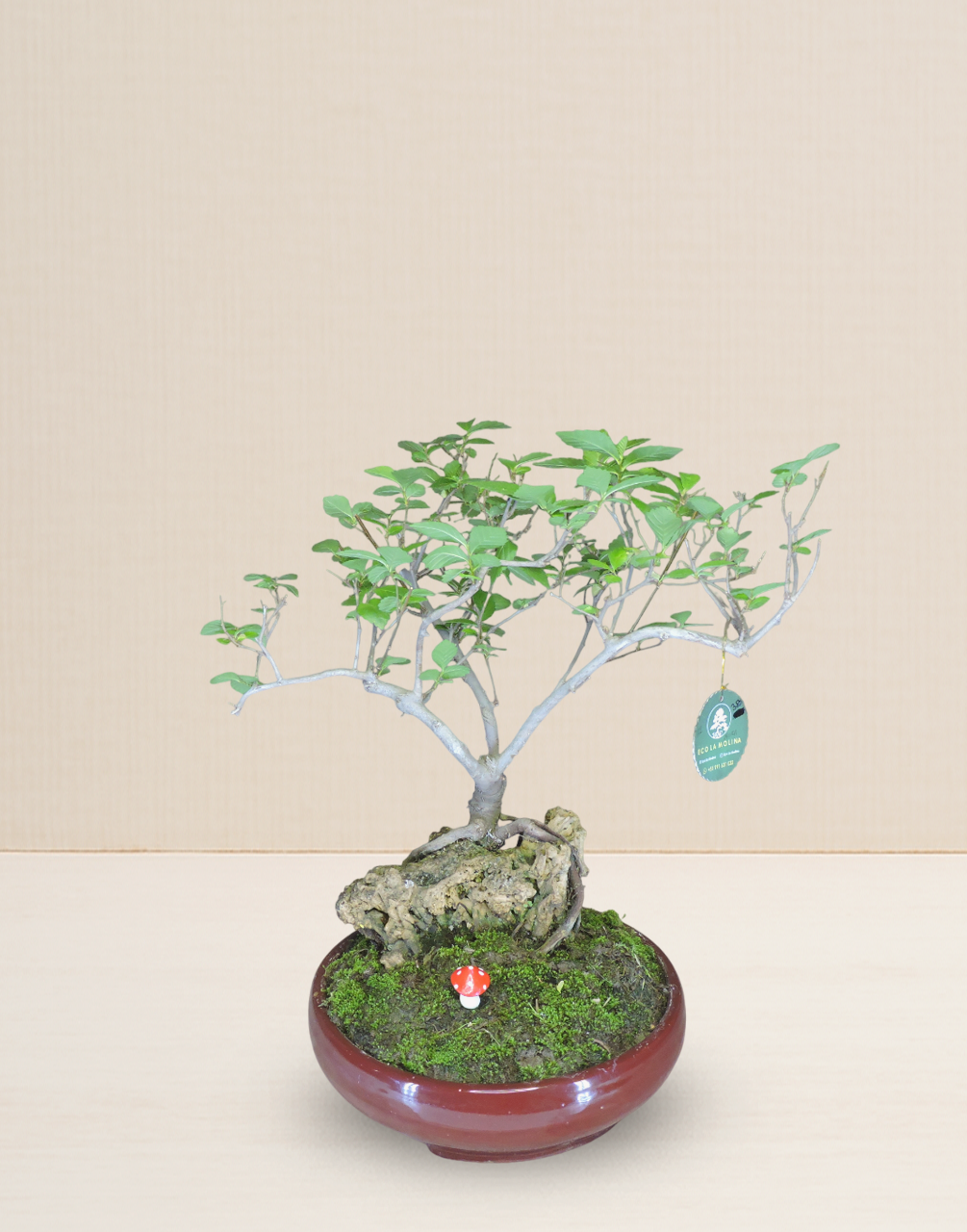 BONSAI MORA 12 AÑOS