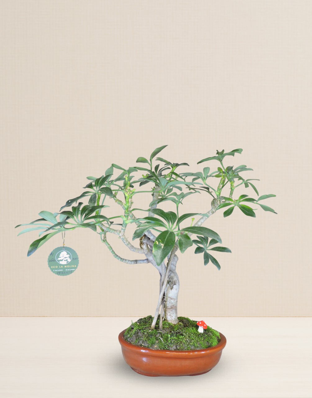 BONSAI CHIFLERA 14 AÑOS
