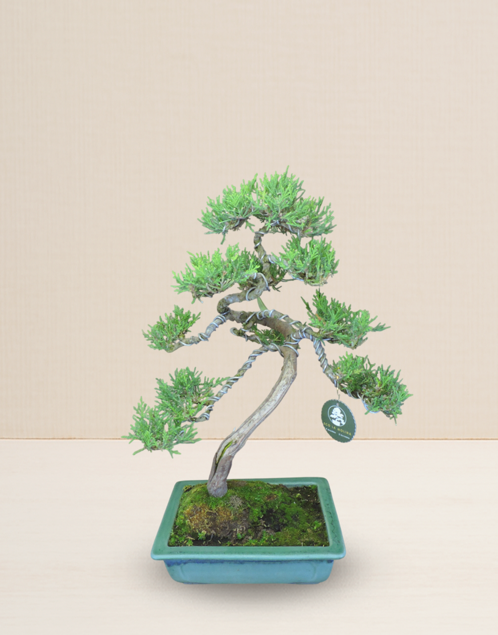 BONSAI JUNIPERUS 15 AÑOS