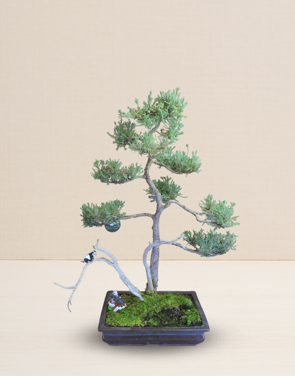 BONSAI JUNIPERUS 18 AÑOS