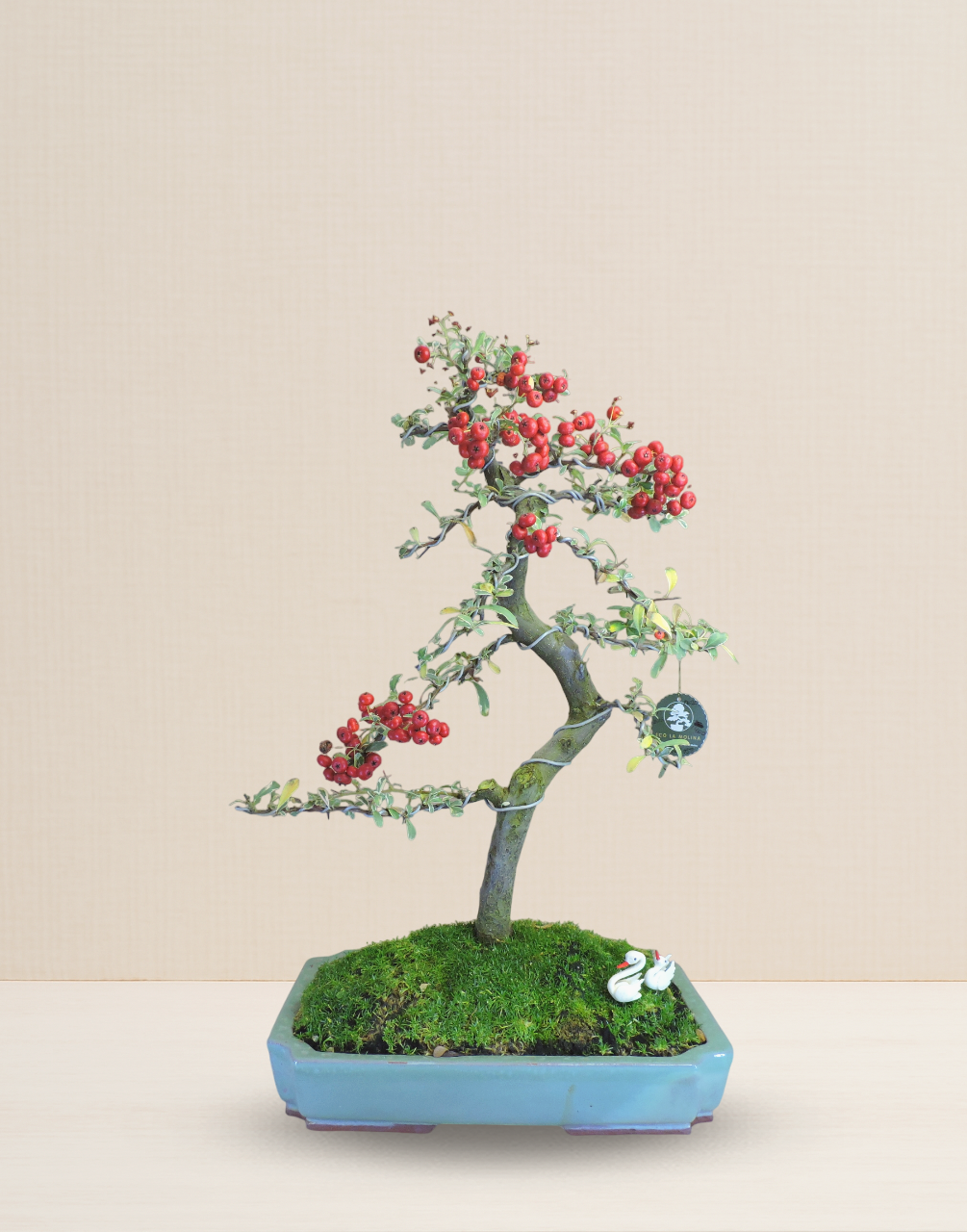 BONSAI PIRACANTA VARIEGADA 20 AÑOS