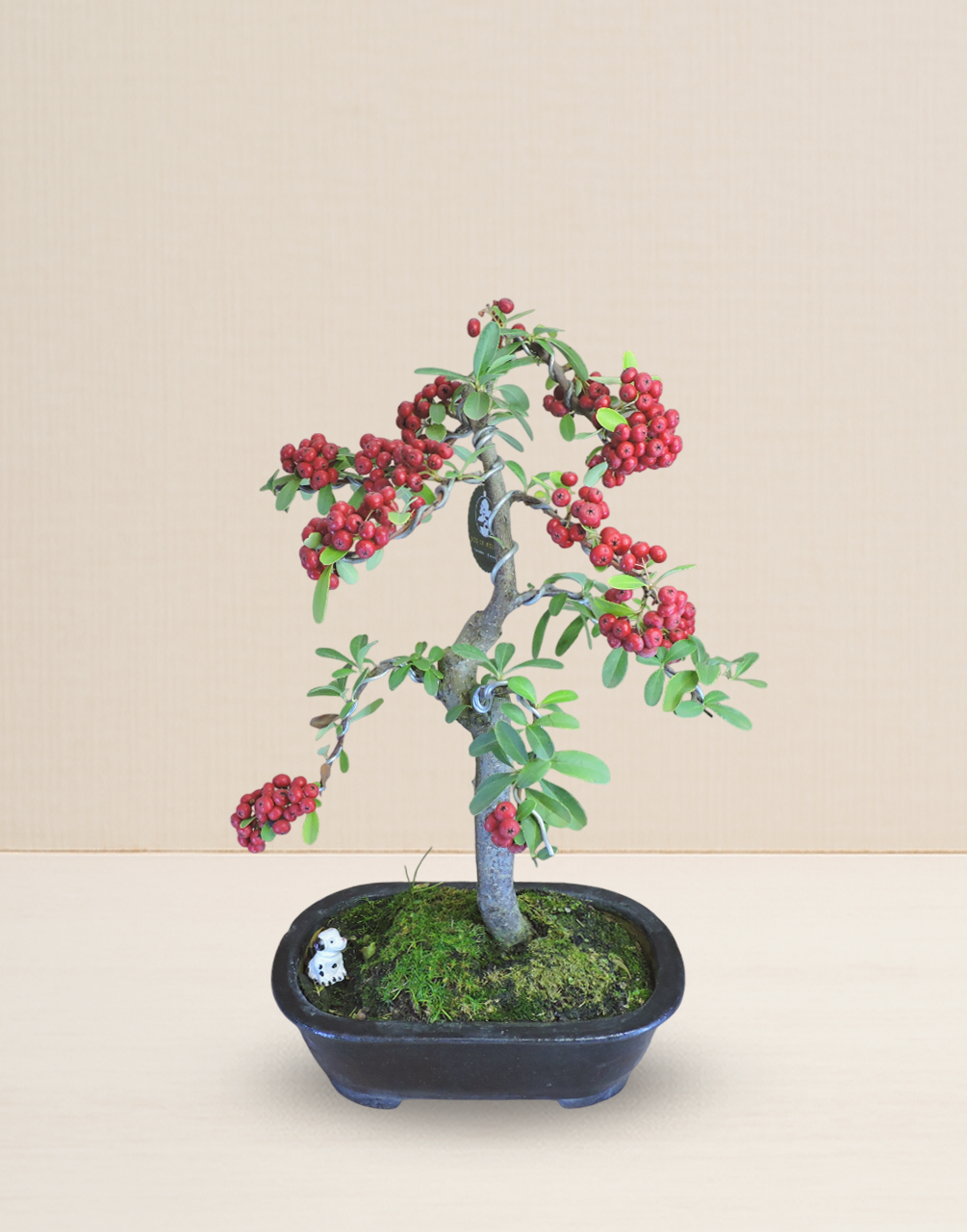 BONSAI PIRACANTA 17 AÑOS