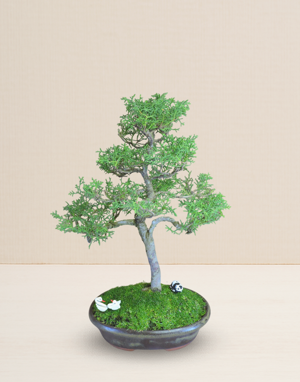 BONSAI JUNIPERUS 13 AÑOS