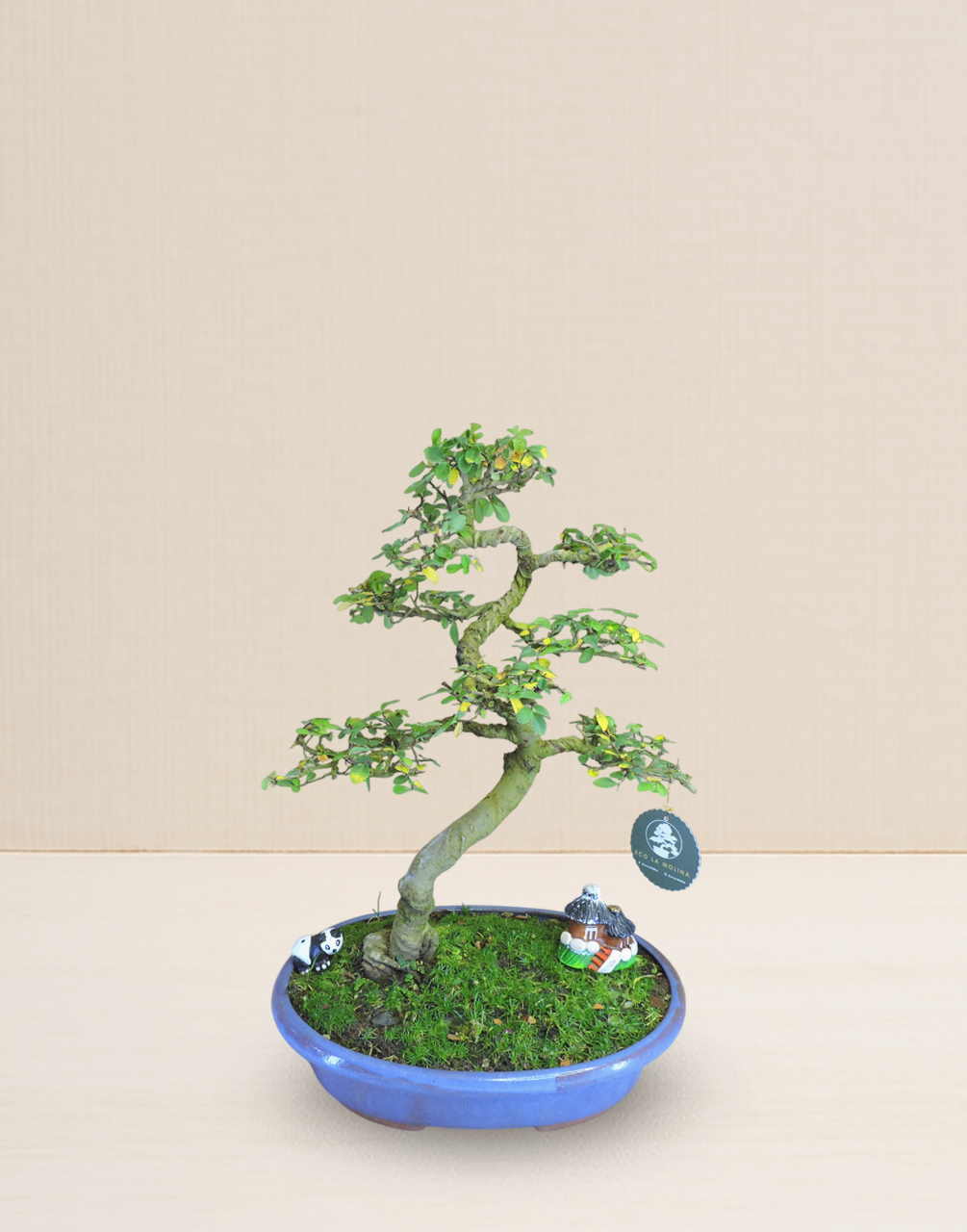BONSAI OLMO CHINO 15 AÑOS