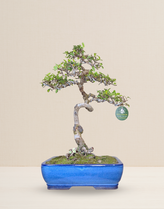 BONSAI OLMO CHINO 18 AÑOS