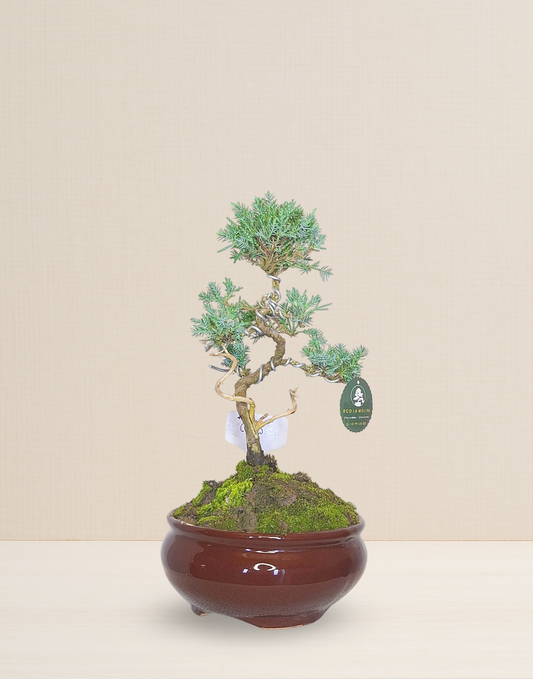 BONSAI CIPRÉS 10 AÑOS