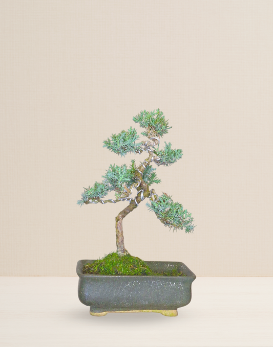 BONSAI JUNIPERUS 8 AÑOS