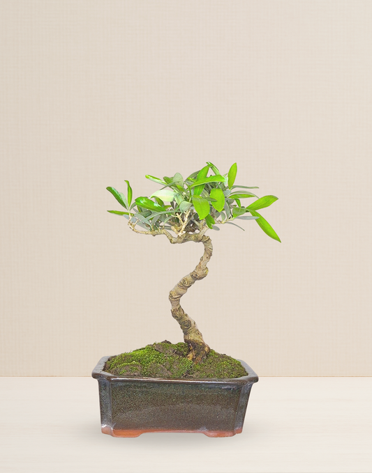 BONSAI OLIVO 10 AÑOS