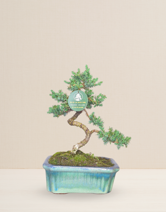 BONSAI JUNIPERUS 9 AÑOS