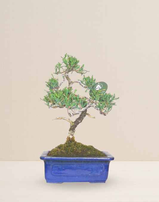 BONSAI CIPRÉS 10 AÑOS