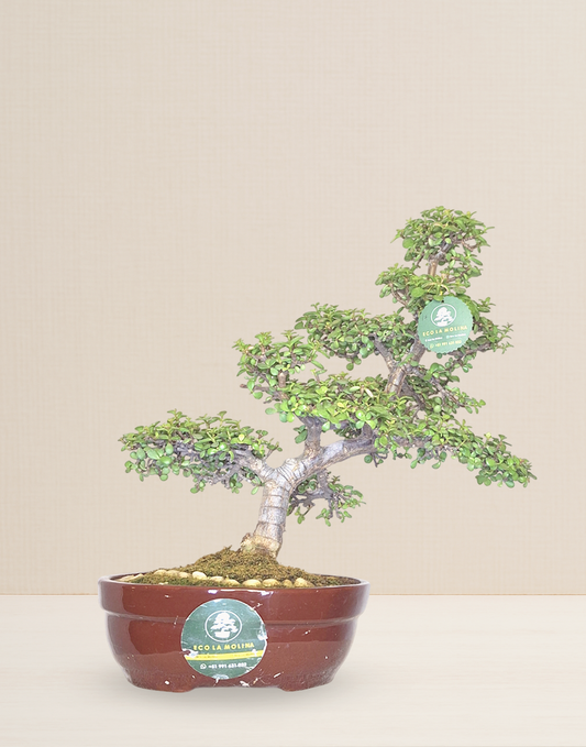 BONSAI JADE 17 AÑOS