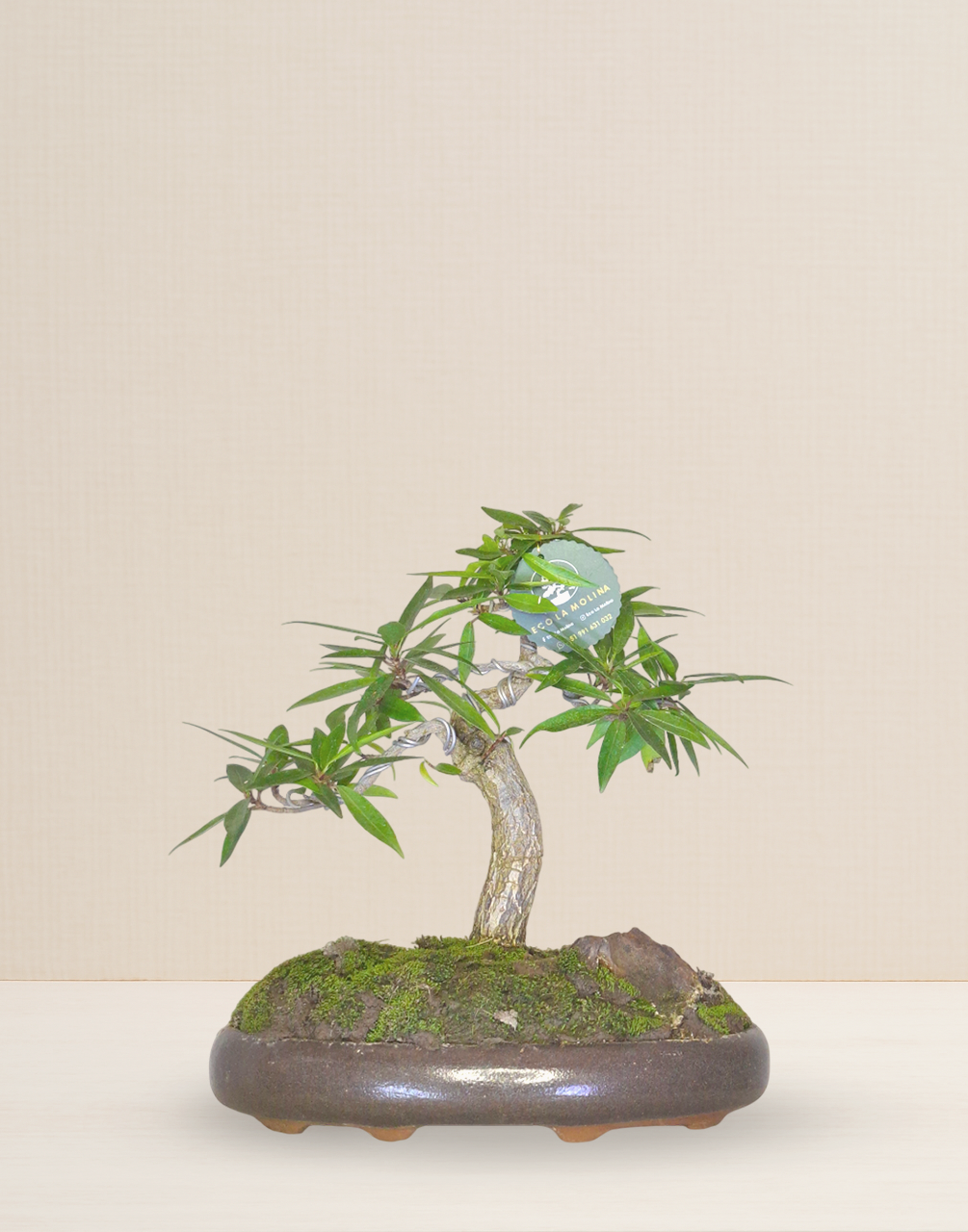 BONSAI FICUS NERFORIA 12 AÑOS