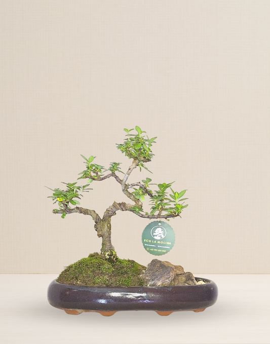 BONSAI OLMO CHINO 8 AÑOS