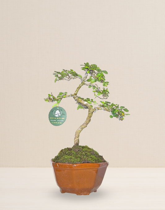BONSAI OLMO CHINO 8 AÑOS